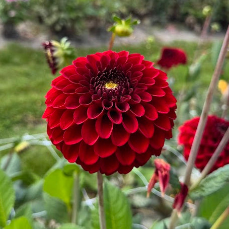 Dahlia Bizon Red