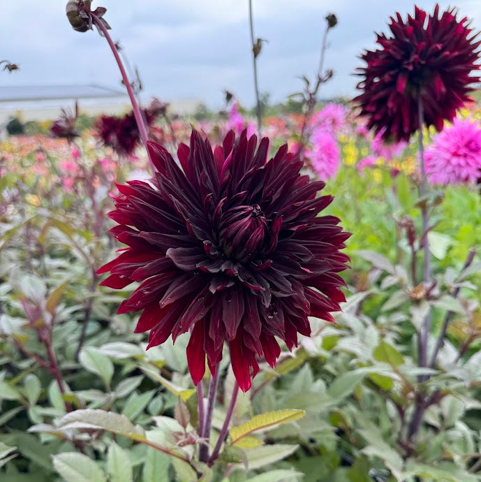 Dahlia Black Jack
