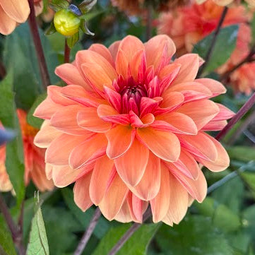 Dahlia Blitzer