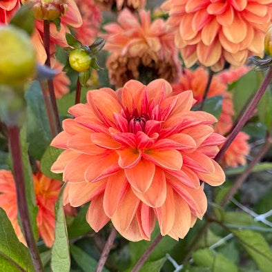 Dahlia Blitzer