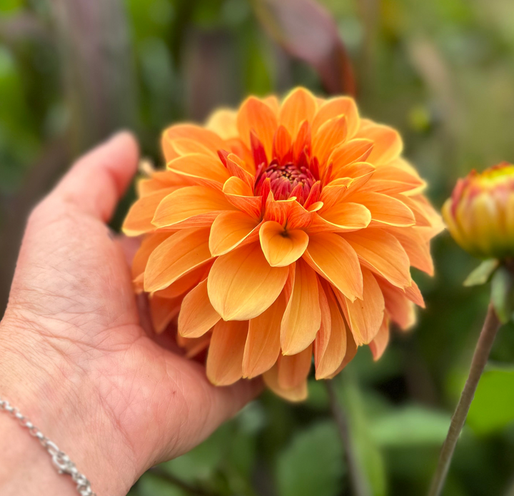 Dahlia Blitzer