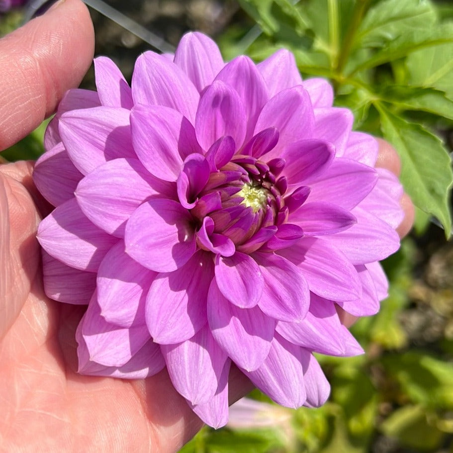 Dahlia Blue Boy
