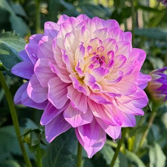 Dahlia Blue Wish