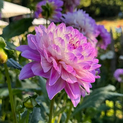 Dahlia Blue Wish