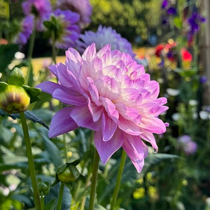 Dahlia Blue Wish