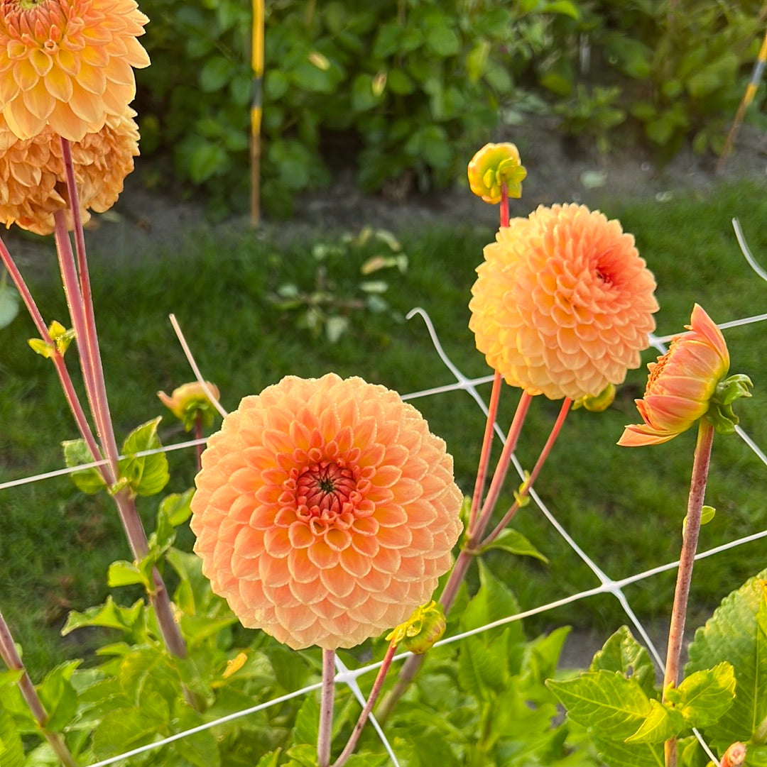 Dahlia Blyton Softer Gleam