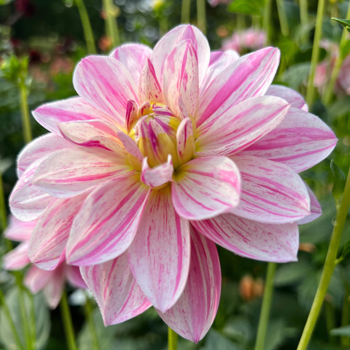Dahlia Bonesta