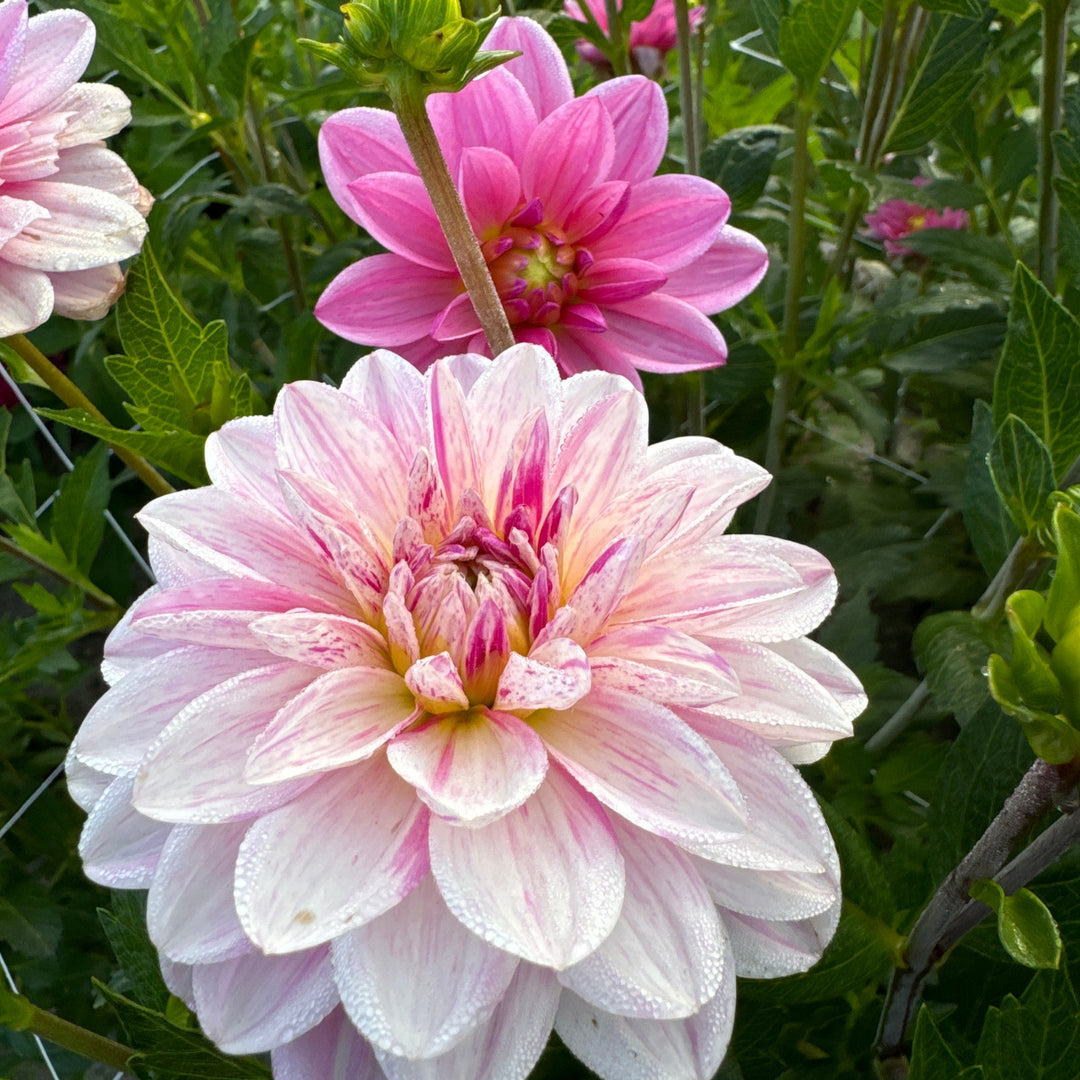 Dahlia Bonesta