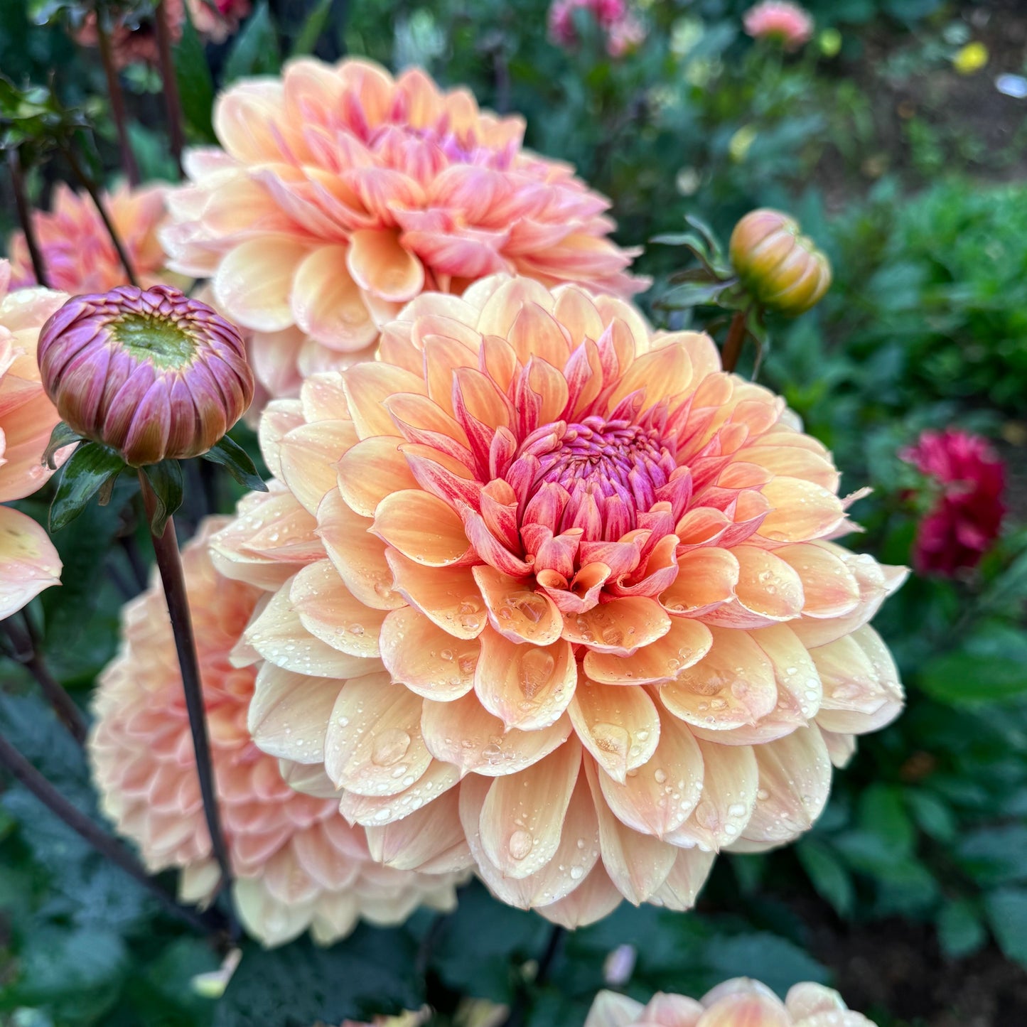 Dahlia Breaking Dawn