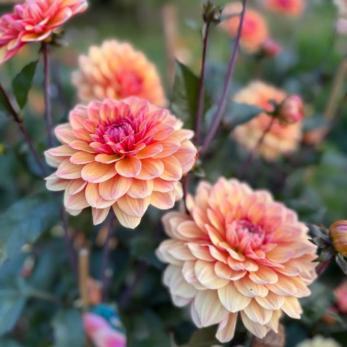 Dahlia Breaking Dawn