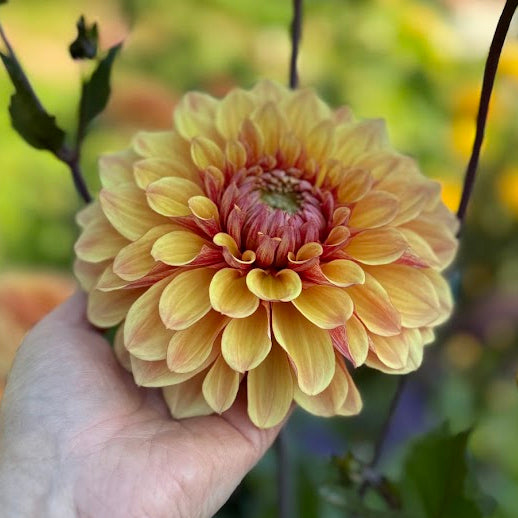 Dahlia Breaking Dawn