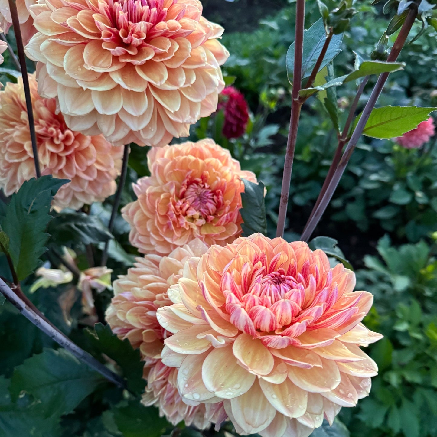 Dahlia Breaking Dawn