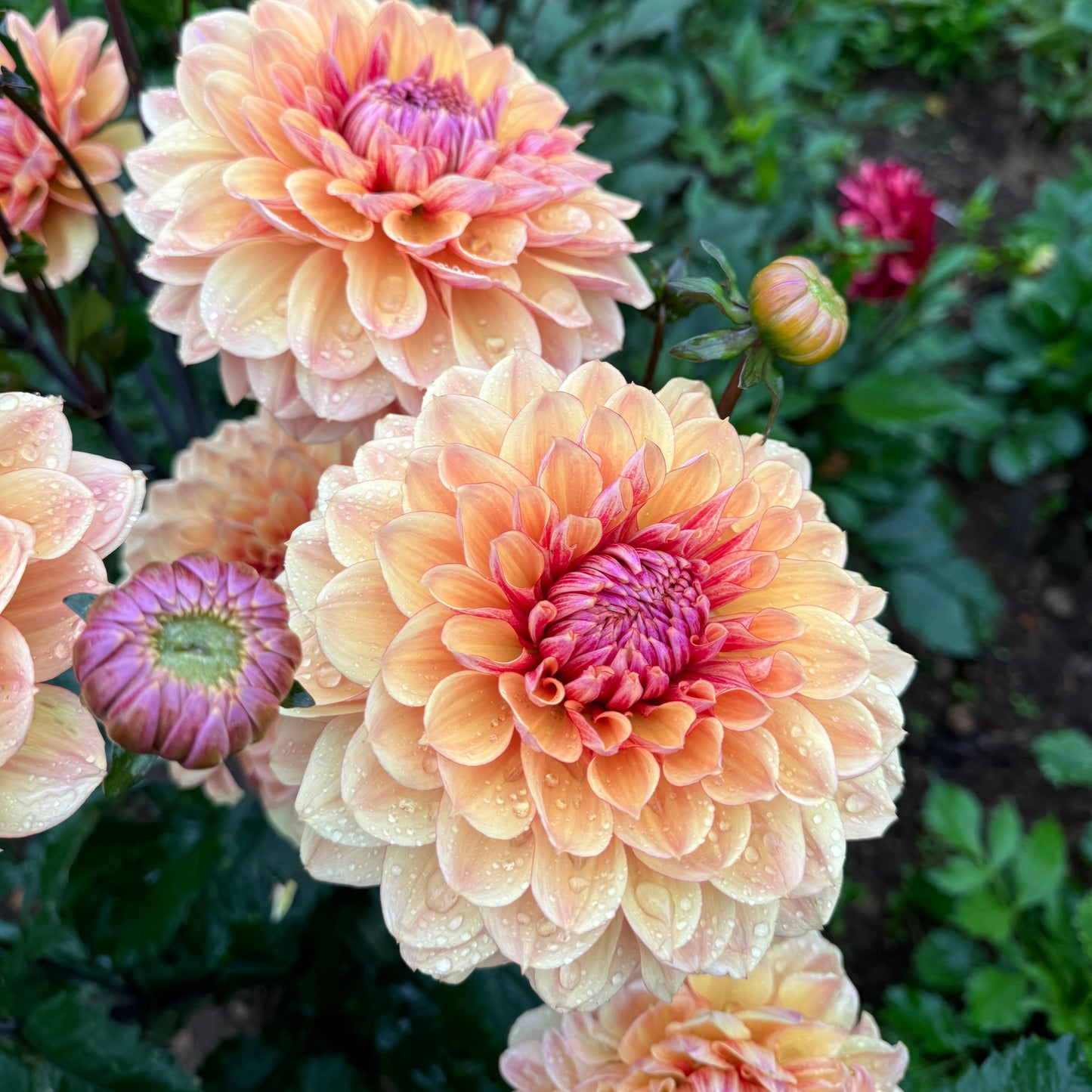 Dahlia Breaking Dawn