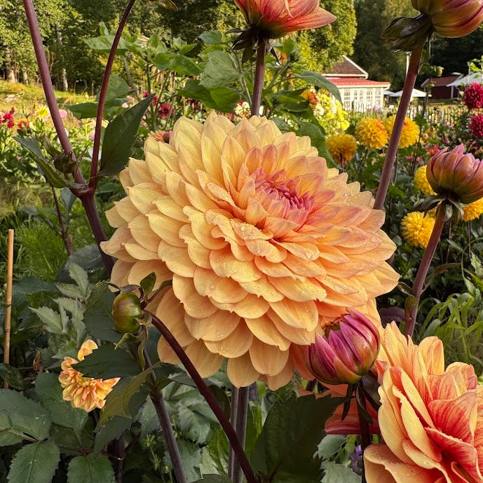 Dahlia Breaking Dawn