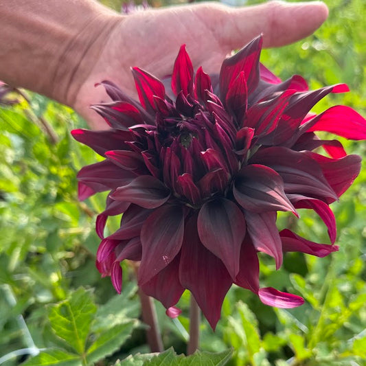 Dahlia Brigitta Alida Nyhet!