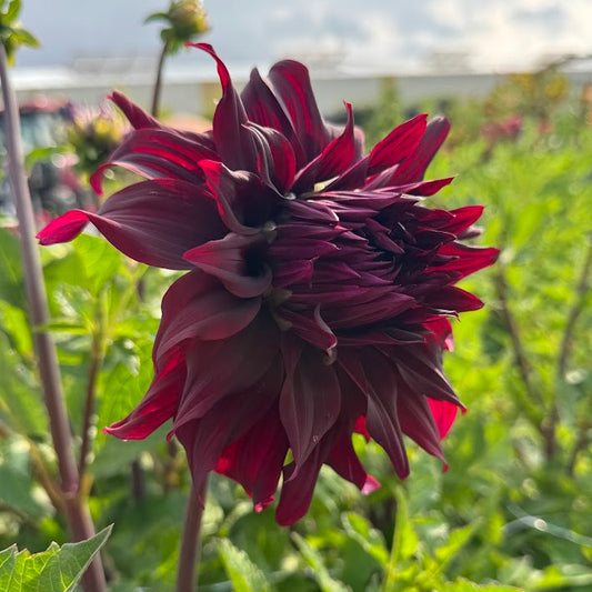 Dahlia Brigitta Alida Nyhet!