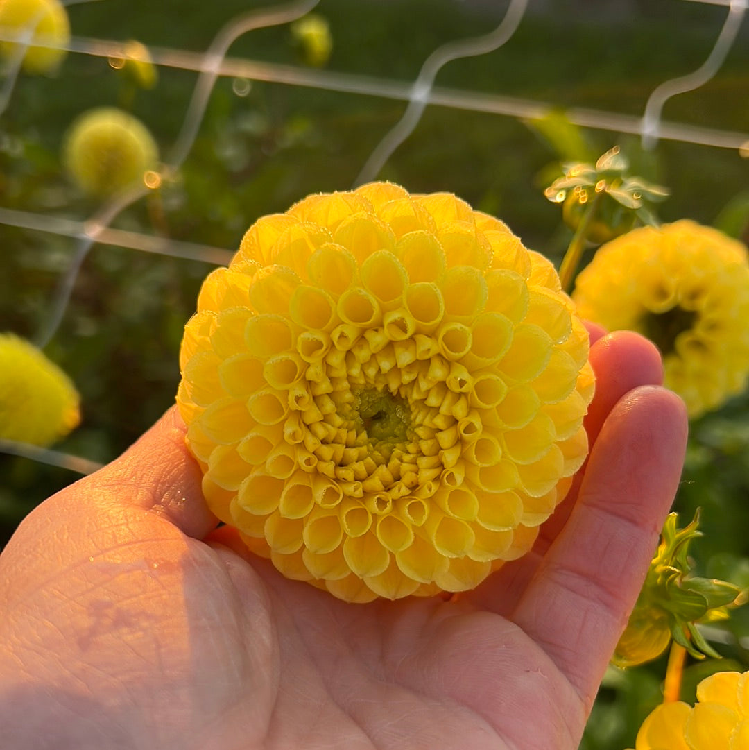Dahlia Britt
