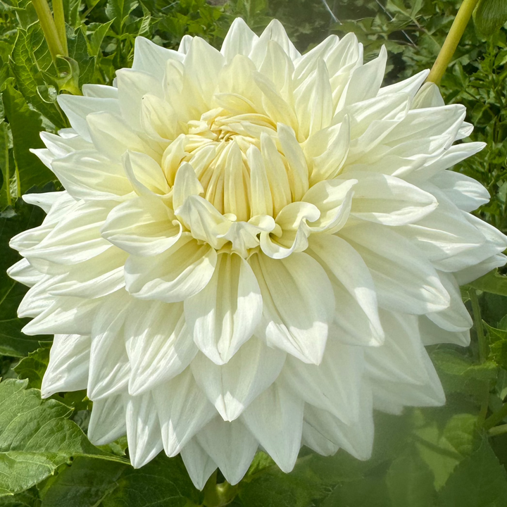 Dahlia Bull&