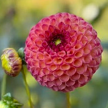 Dahlia Burlesca