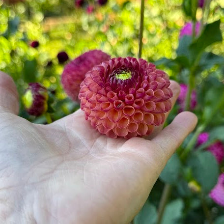 Dahlia Burlesca