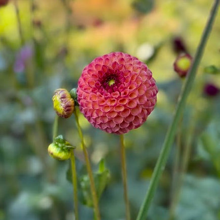 Dahlia Burlesca