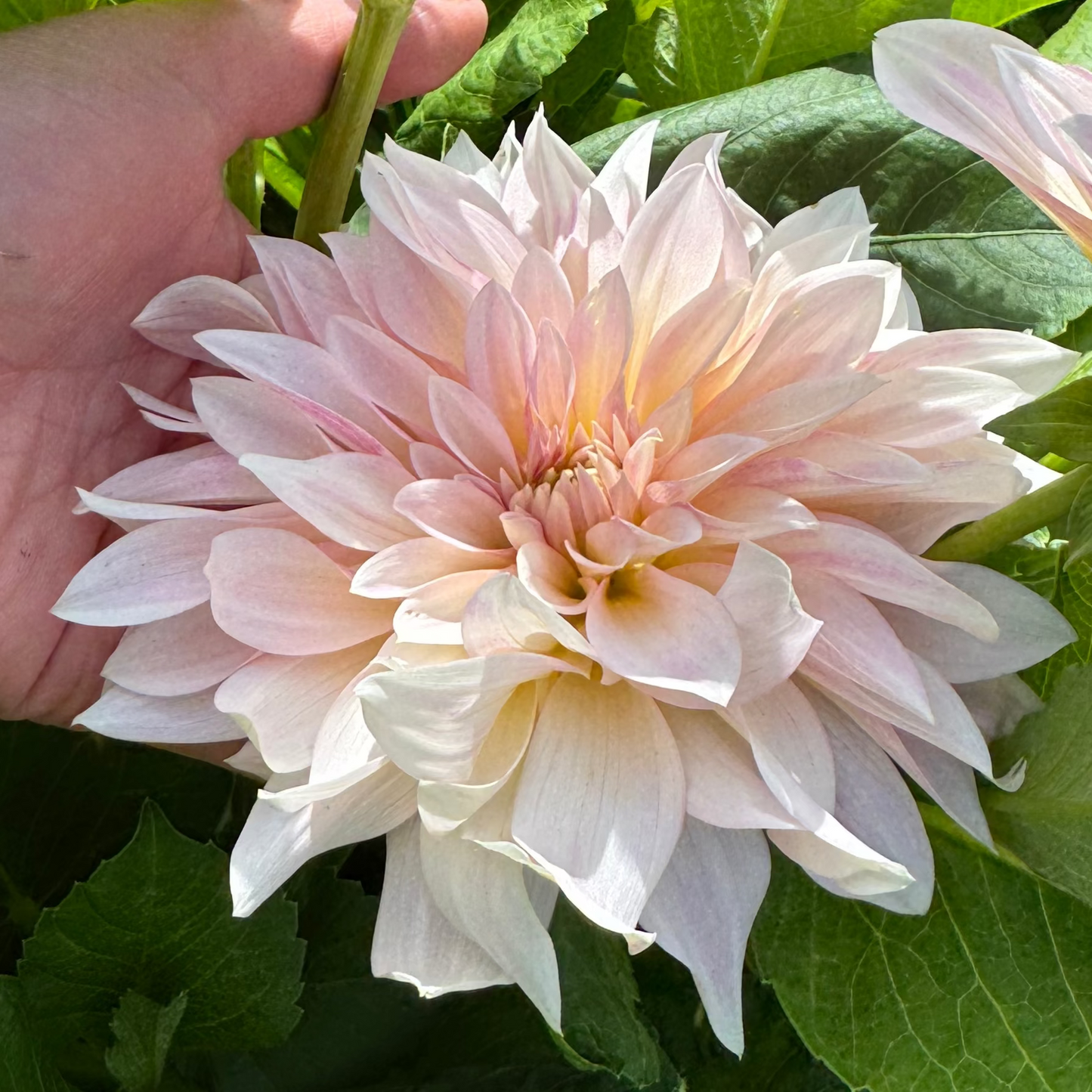 Dahlia Café au Lait mini