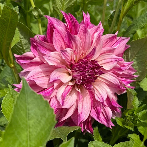 Dahlia Café au lait Royal