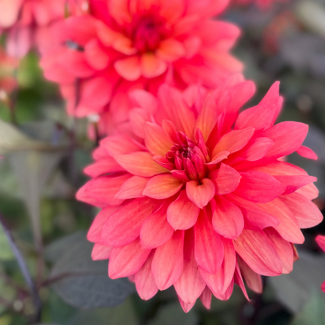 Dahlia Camelot