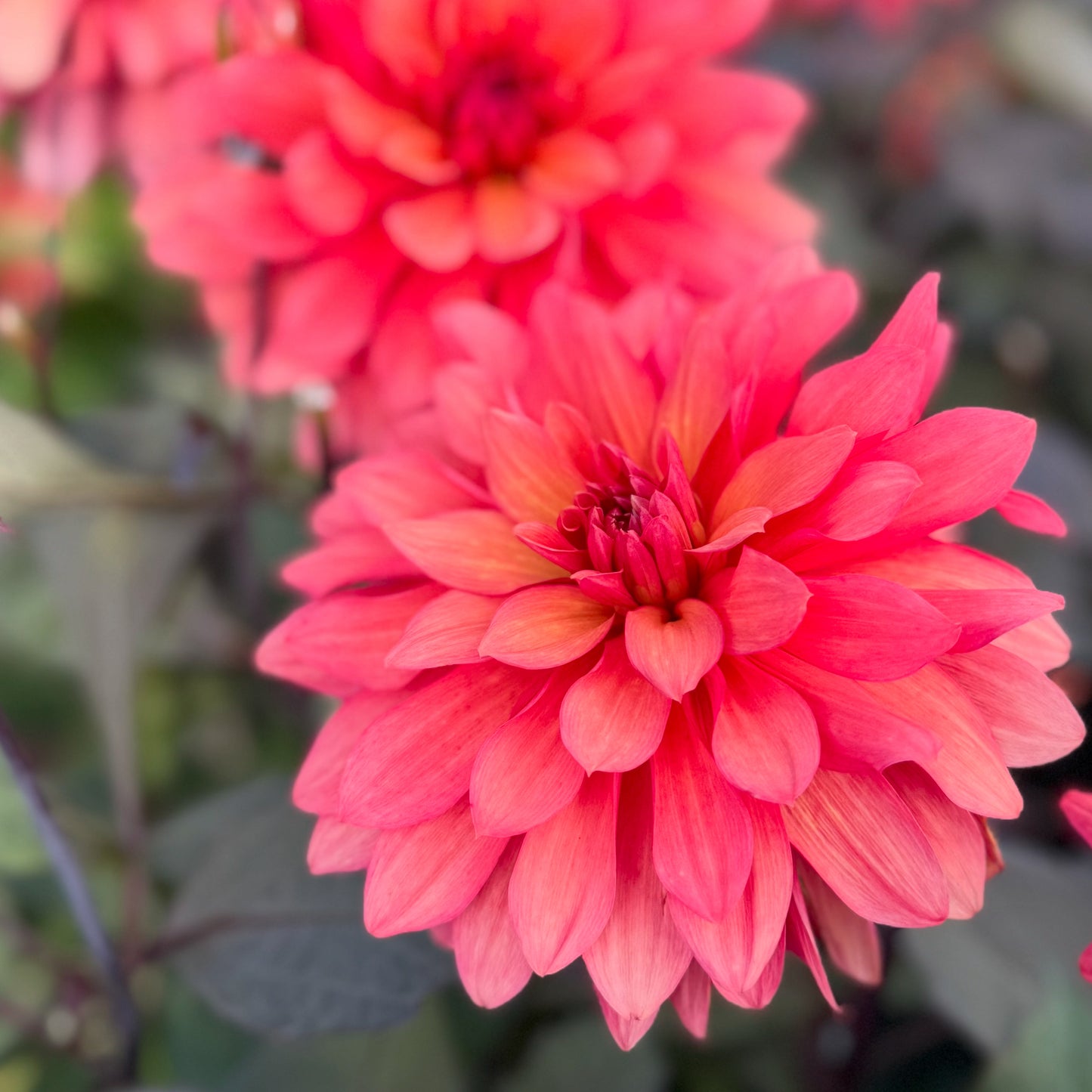Dahlia Camelot