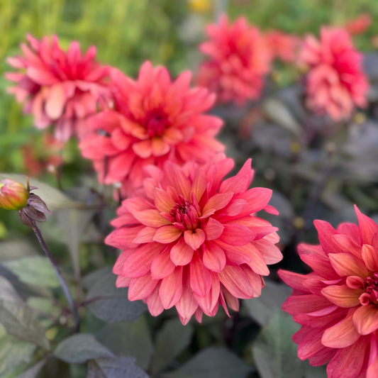 Dahlia Camelot