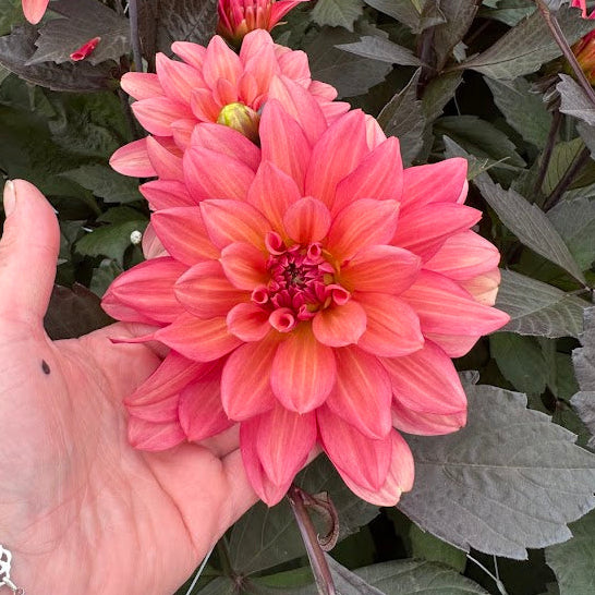 Dahlia Camelot