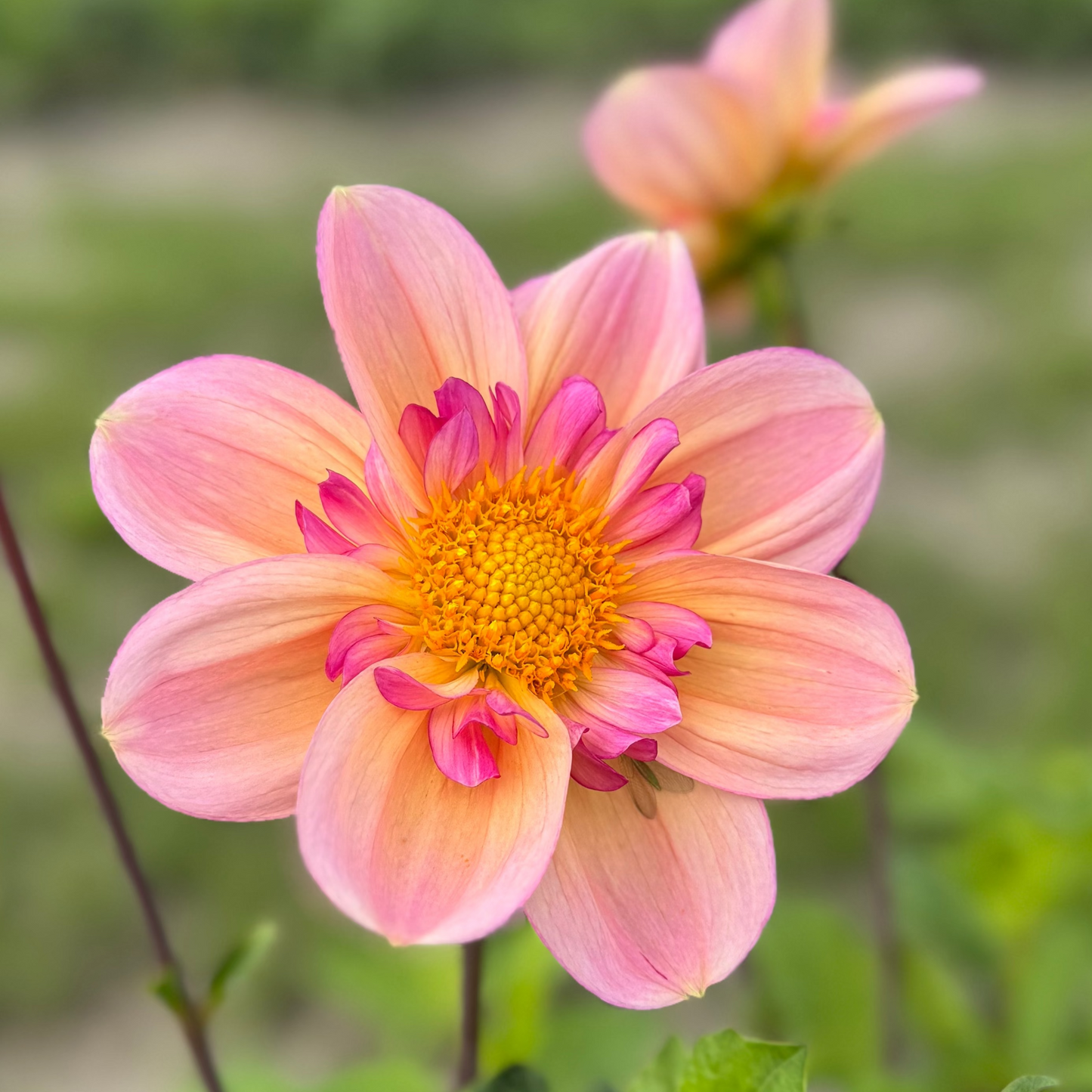 Dahlia Campus Nature Métier