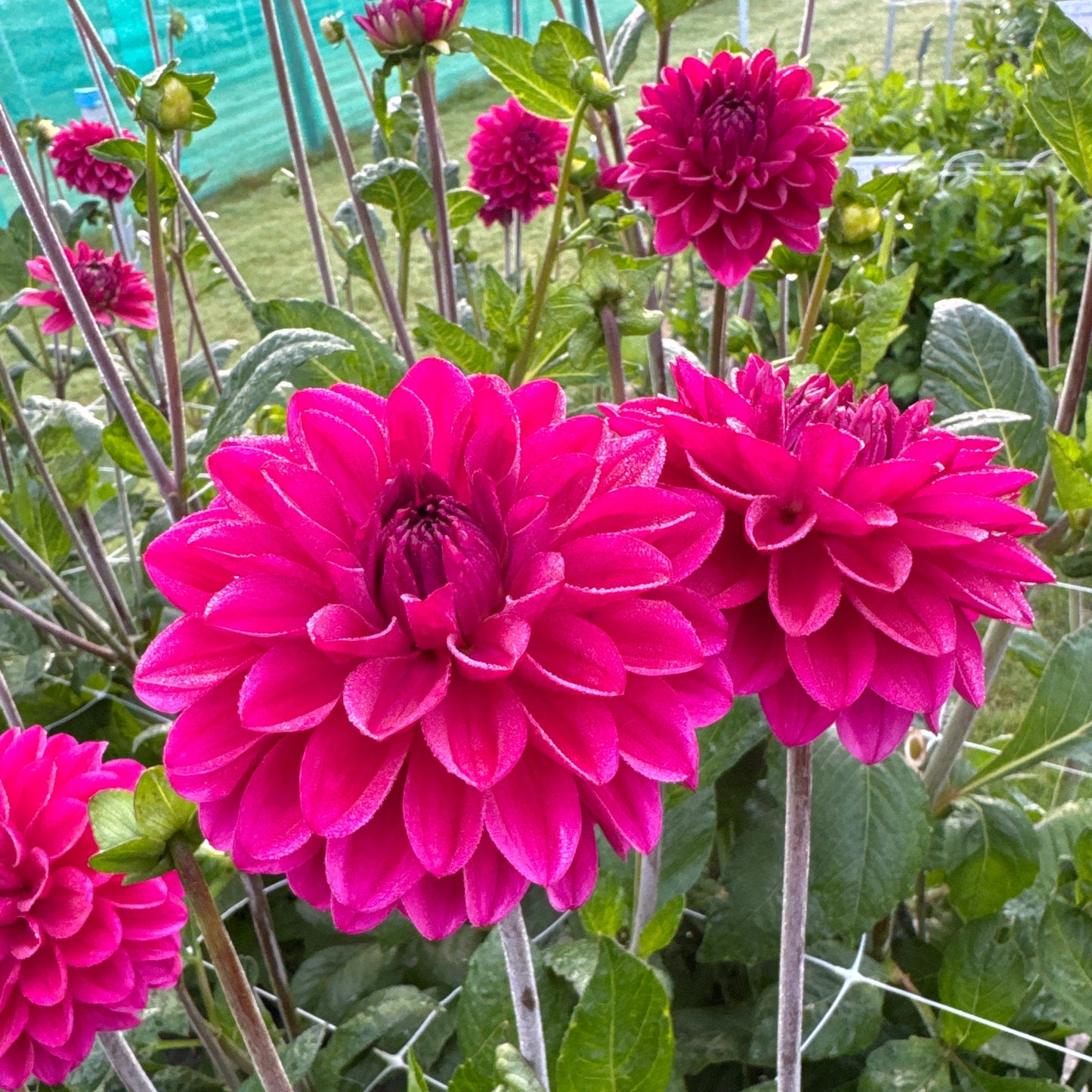 Dahlia Candy Time