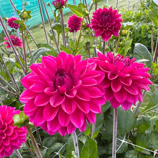Dahlia Candy Time