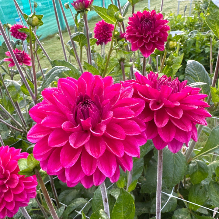 Dahlia Candy Time