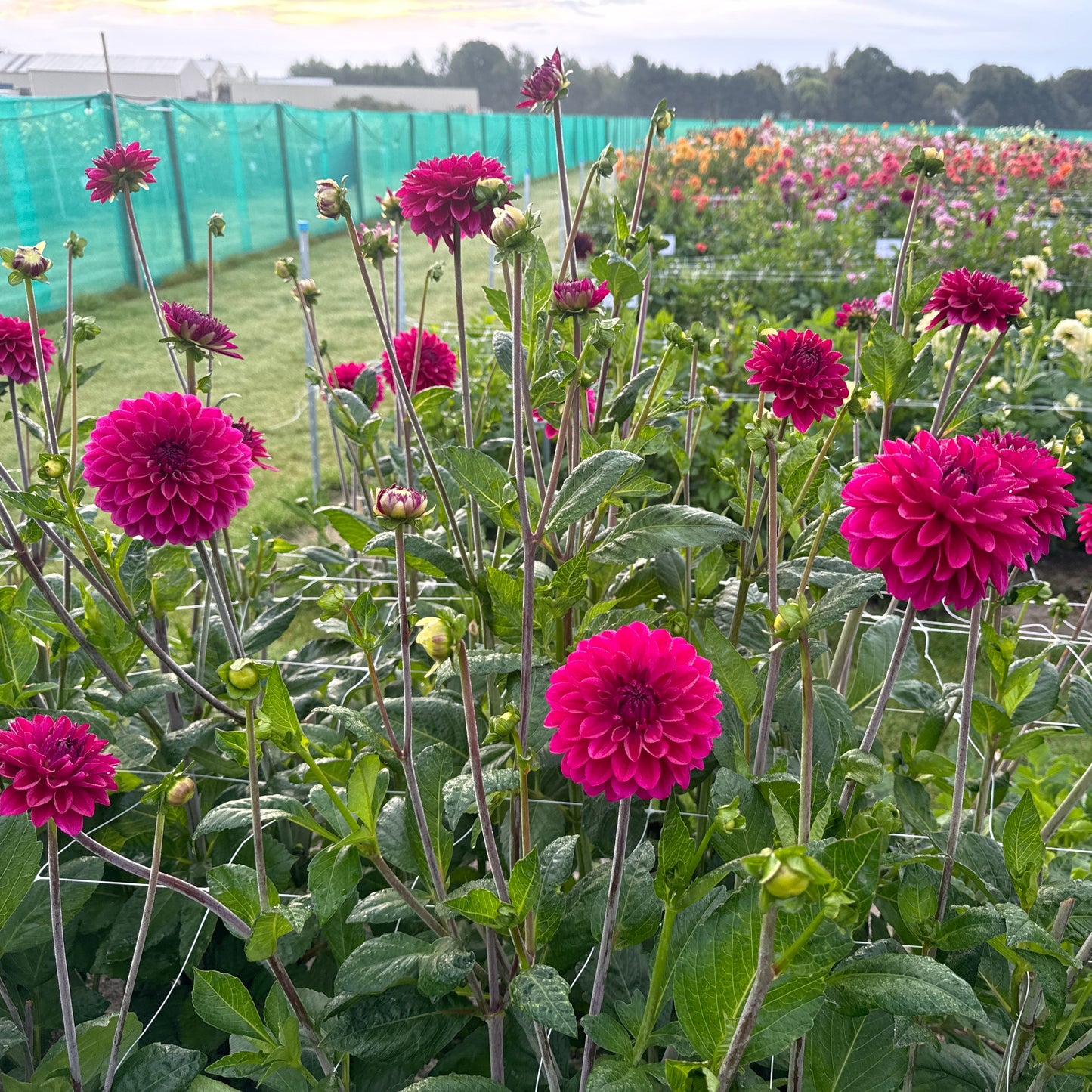 Dahlia Candy Time