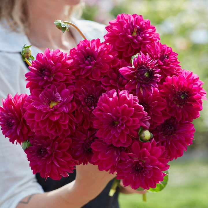 Dahlia Candy Time
