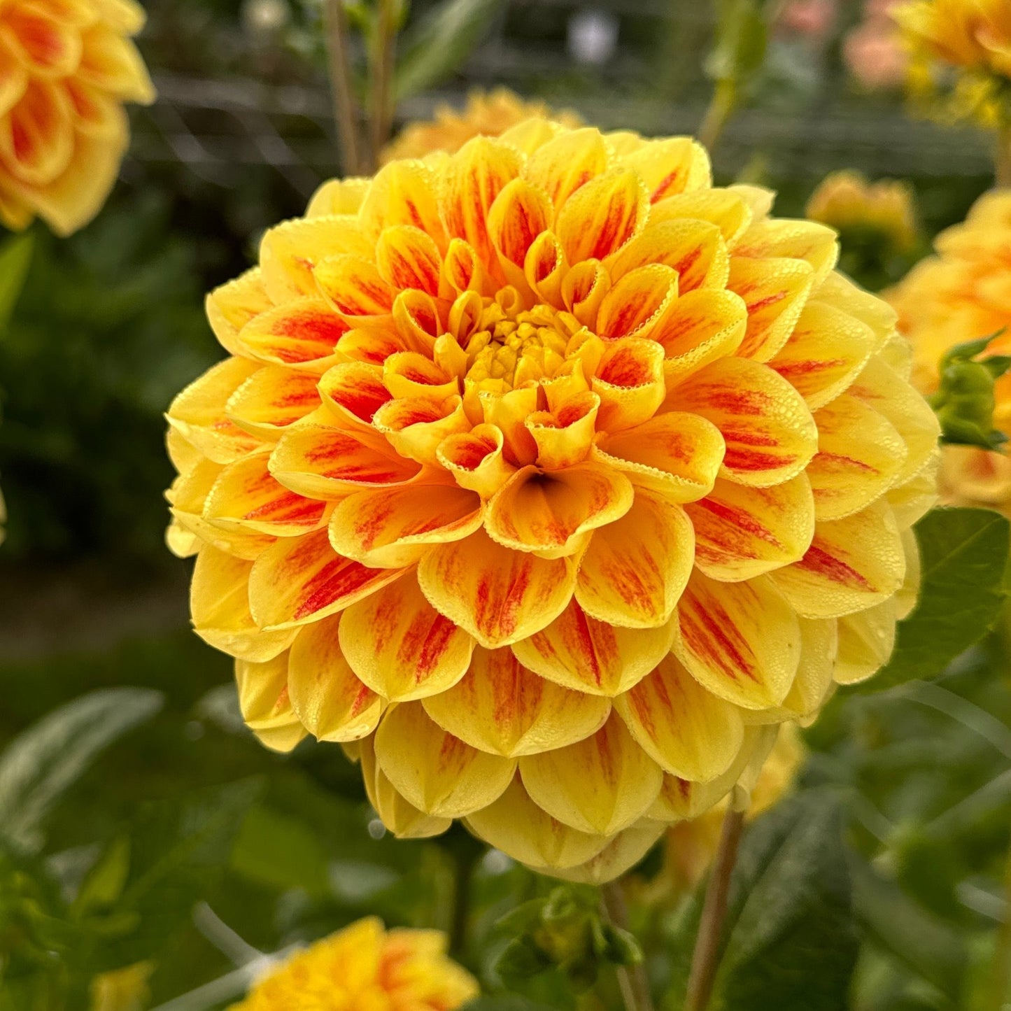 Dahlia Cape Town