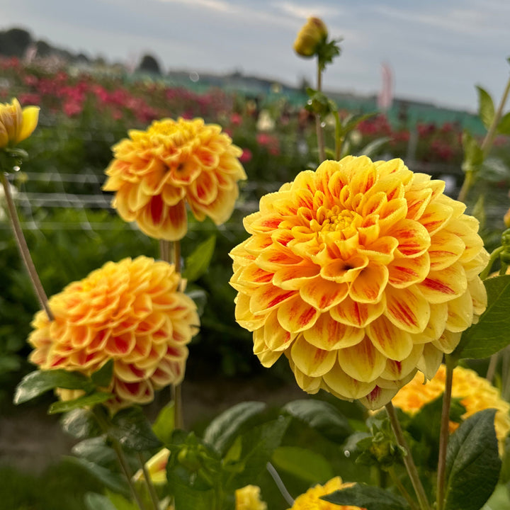 Dahlia Cape Town