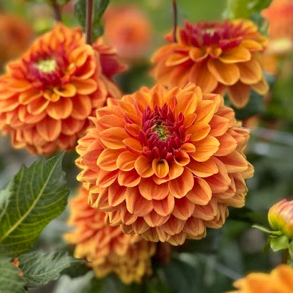 Dahlia Caramel