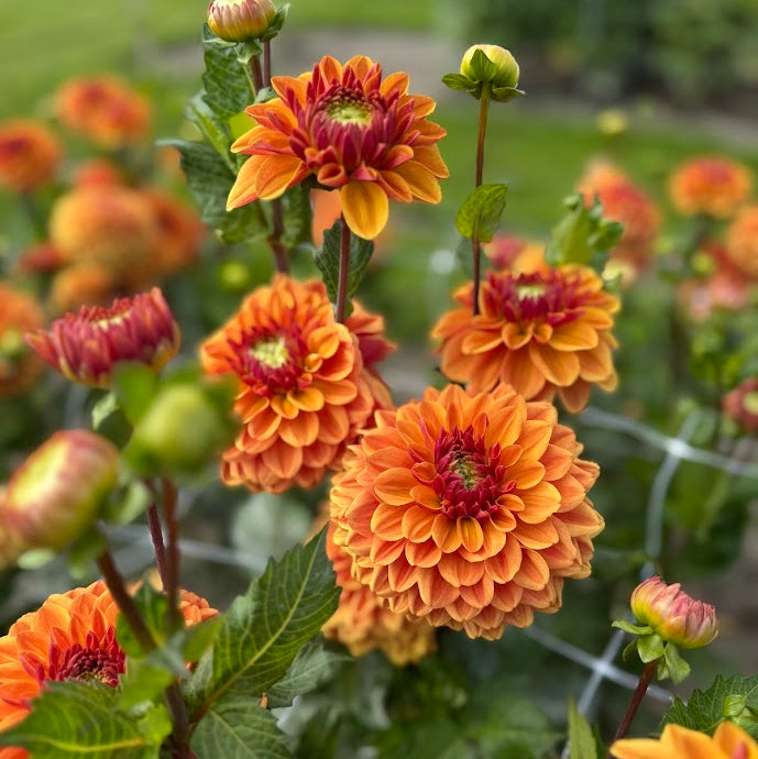 Dahlia Caramel