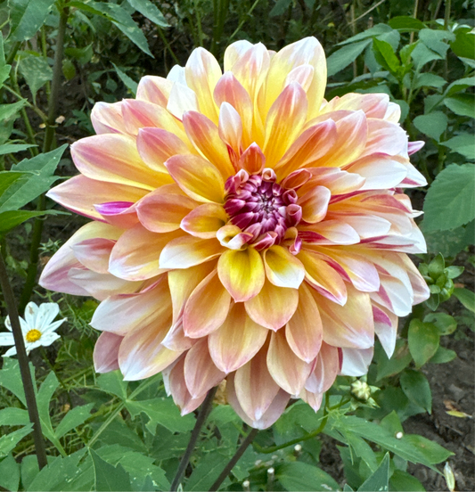 Dahlia Caribbean Fantasy