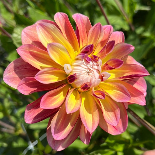 Dahlia Caribbean Fantasy