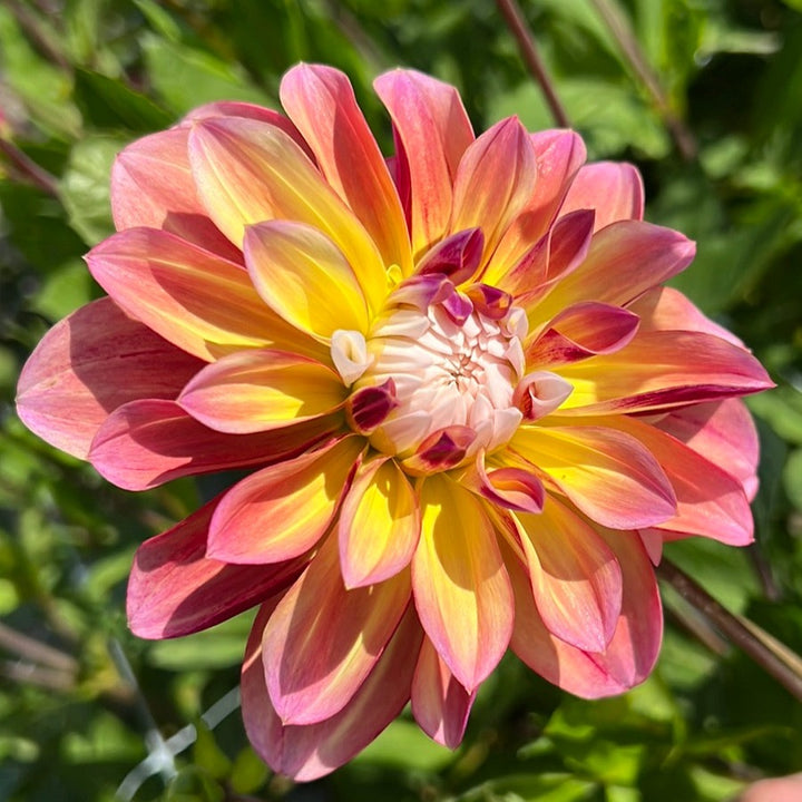 Dahlia Caribbean Fantasy