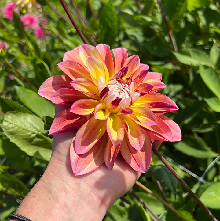 Dahlia Caribbean Fantasy