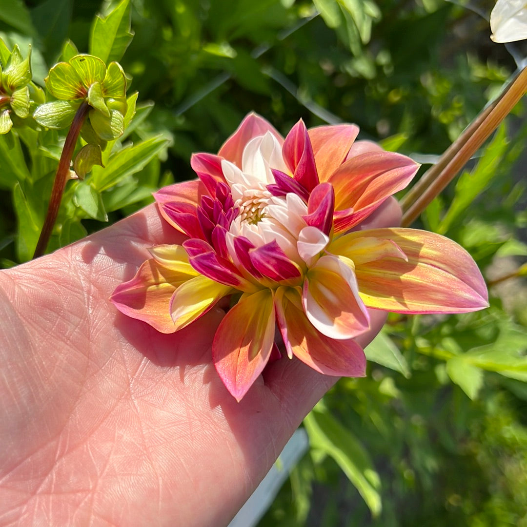 Dahlia Caribbean Fantasy