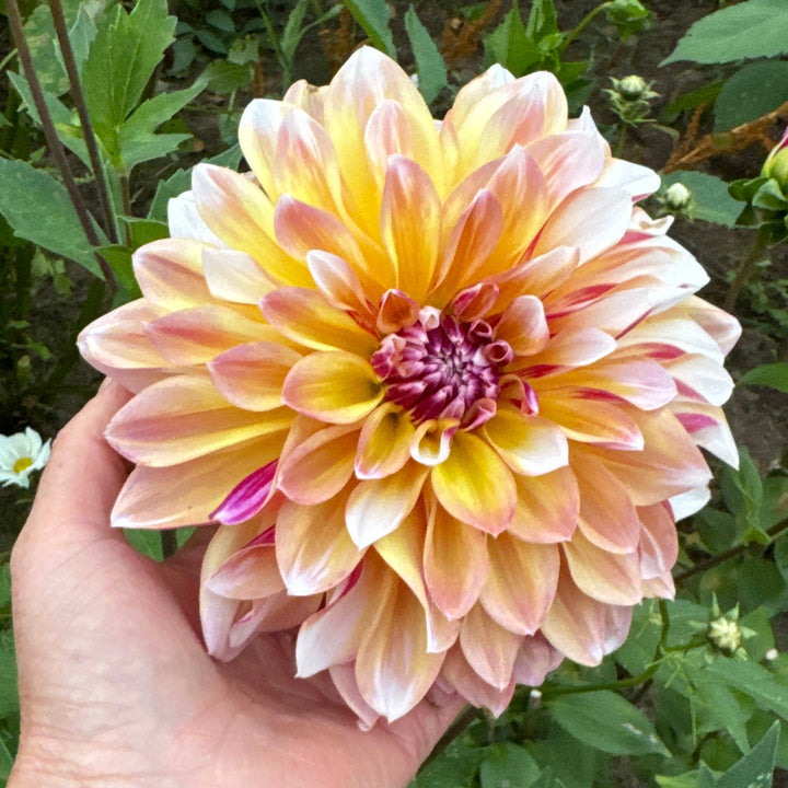 Dahlia Caribbean Fantasy