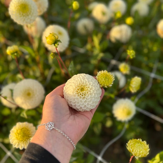 Dahlia Caro