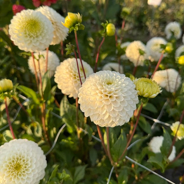 Dahlia Caro
