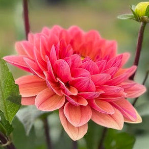 Dahlia Caviar&Bubbles